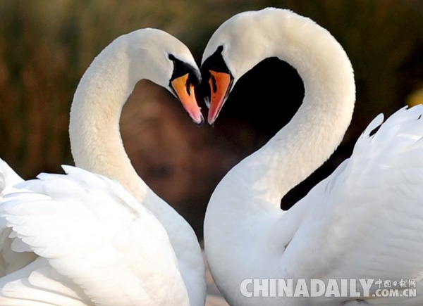 英女王12只天鹅遭神秘枪击